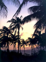 palmtreesunset.jpg